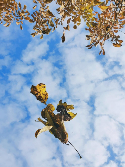 Bonaventura Baró Xipell