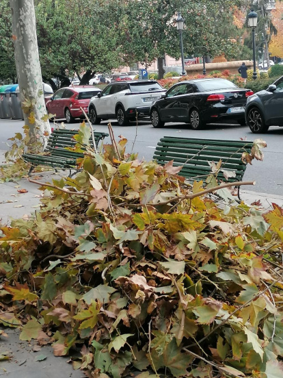 La boira, les fulles que cauen, els seus fruits... la tardor és una estació molt fotogènica.