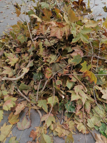 La boira, les fulles que cauen, els seus fruits... la tardor és una estació molt fotogènica.