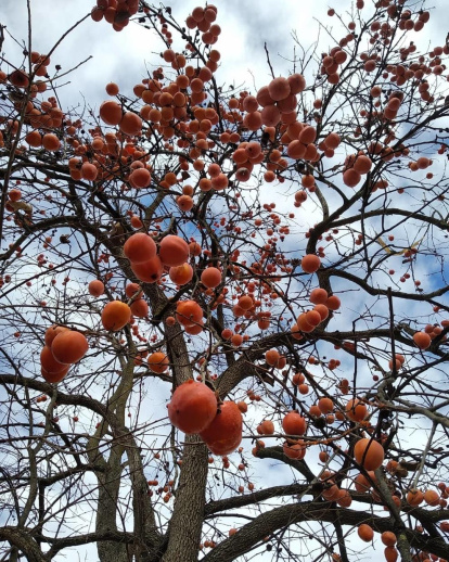 La boira, les fulles que cauen, els seus fruits... la tardor és una estació molt fotogènica.