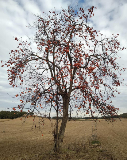 La boira, les fulles que cauen, els seus fruits... la tardor és una estació molt fotogènica.