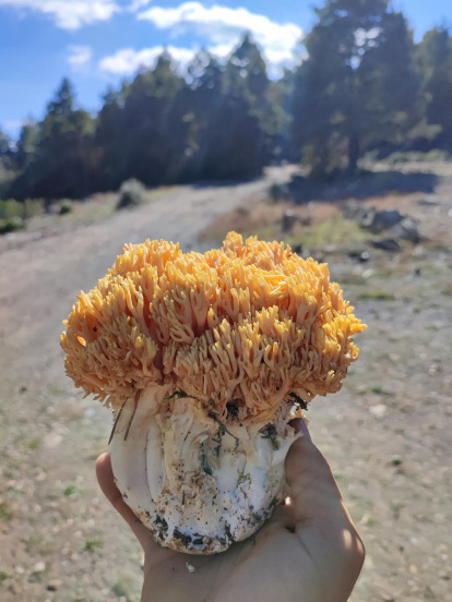 Ceps, rovellons, fredolics...envia'ns fotos de la teua excursió al bosc