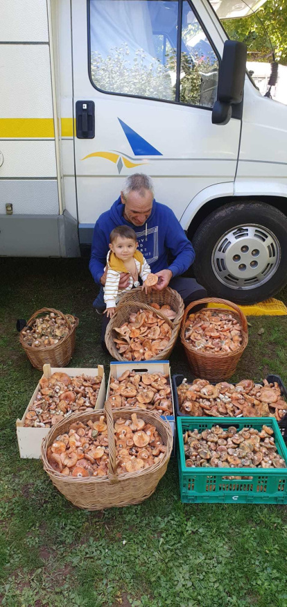 Ceps, rovellons, fredolics...envia'ns fotos de la teua excursió al bosc