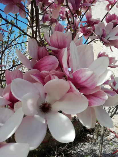 Arbres florits, camps verds i bon temps...ja és aquí la primavera!