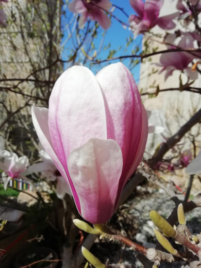 Arbres florits, camps verds i bon temps...ja és aquí la primavera!