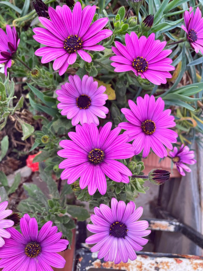 Arbres florits, camps verds i bon temps...ja és aquí la primavera!