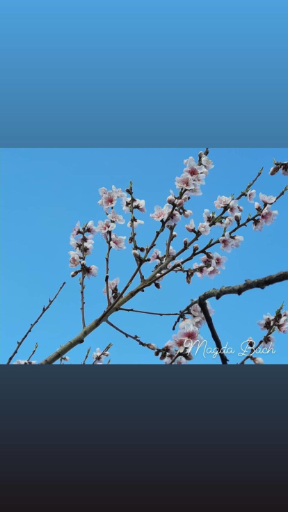 Arbres florits, camps verds i bon temps...ja és aquí la primavera!