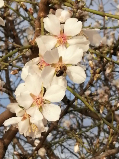 Arbres florits, camps verds i bon temps...ja és aquí la primavera!