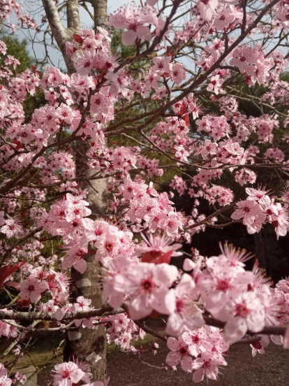 Arbres florits, camps verds i bon temps...ja és aquí la primavera!