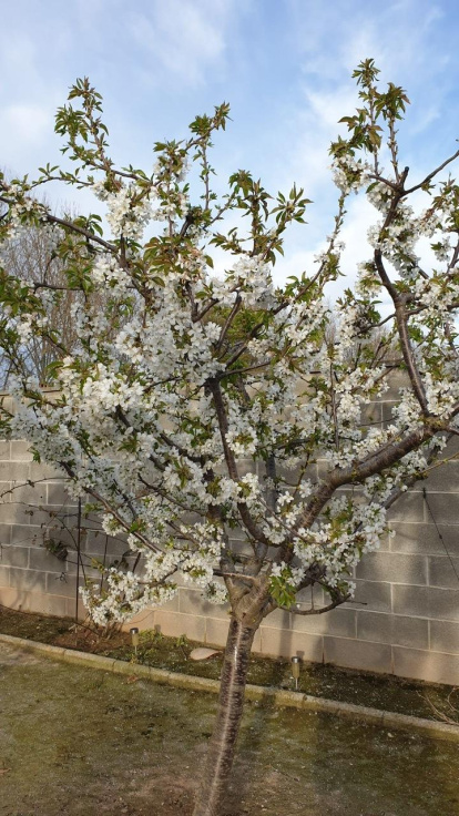 Arbres florits, camps verds i bon temps...ja és aquí la primavera!