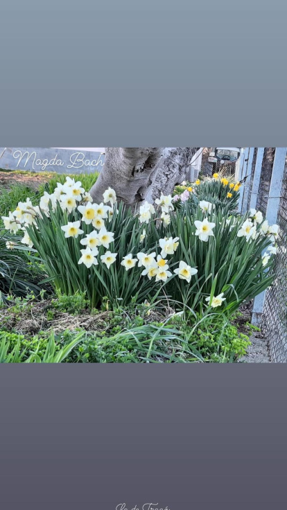 Arbres florits, camps verds i bon temps...ja és aquí la primavera!