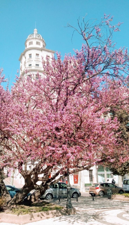 Arbres florits, camps verds i bon temps...ja és aquí la primavera!