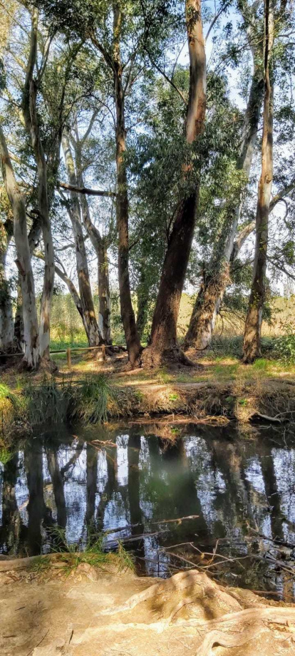 Arbres florits, camps verds i bon temps...ja és aquí la primavera!