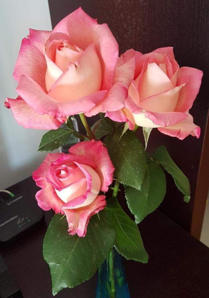 Arbres florits, camps verds i bon temps...ja és aquí la primavera!