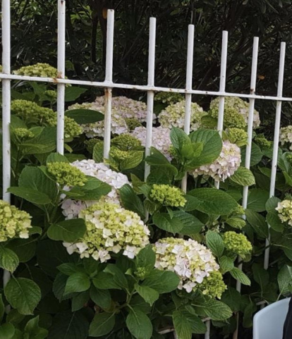 Arbres florits, camps verds i bon temps...ja és aquí la primavera!