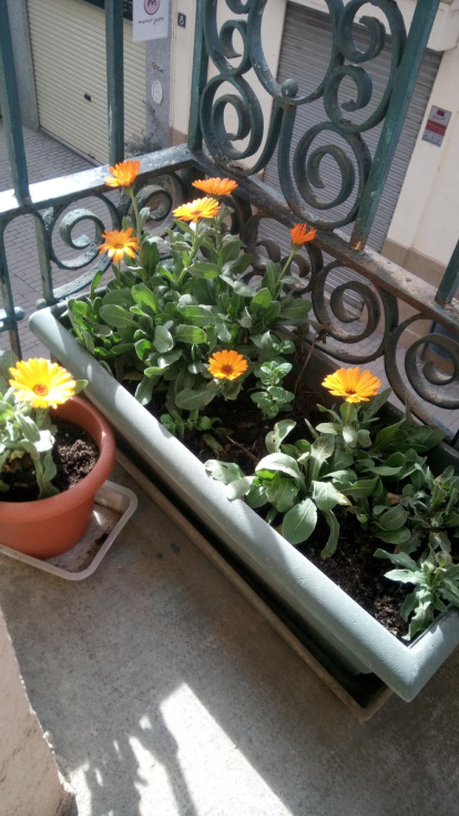 Arbres florits, camps verds i bon temps...ja és aquí la primavera!