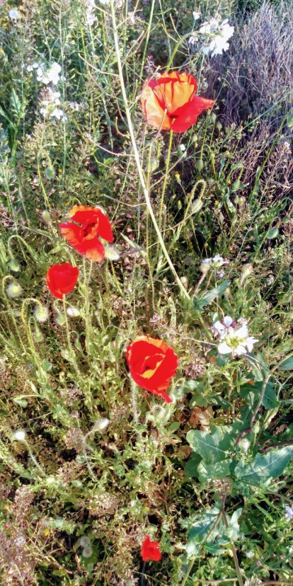 Arbres florits, camps verds i bon temps...ja és aquí la primavera!