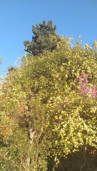 Arbres florits, camps verds i bon temps...ja és aquí la primavera!