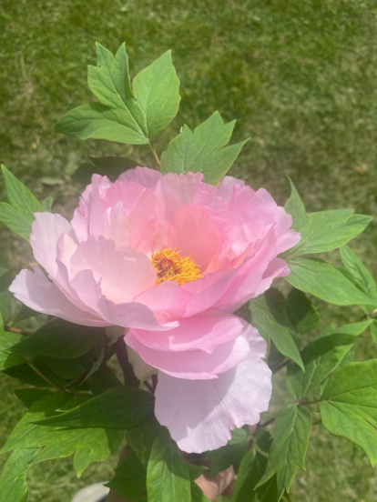 Arbres florits, camps verds i bon temps...ja és aquí la primavera!