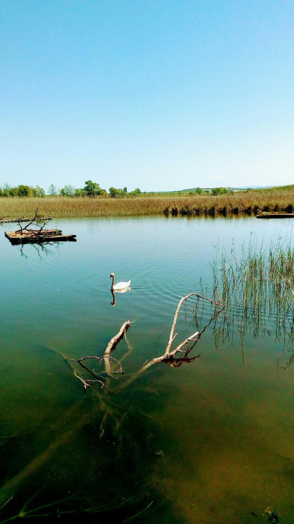 Montserrat Garrido López