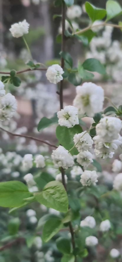 Arbres florits, camps verds i bon temps...ja és aquí la primavera!