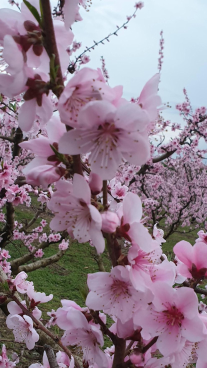 Arbres florits, camps verds i bon temps...ja és aquí la primavera!
