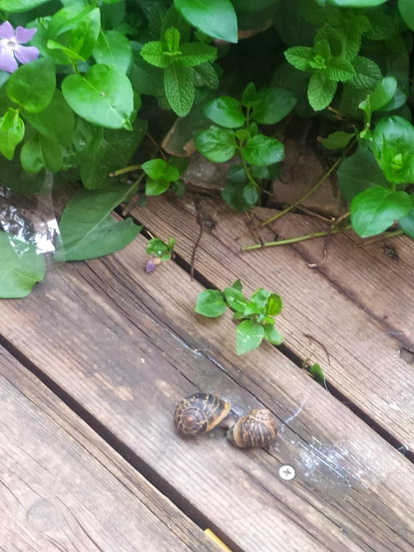 Arbres florits, camps verds i bon temps...ja és aquí la primavera!
