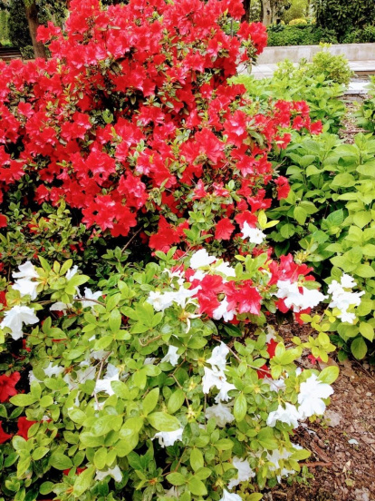 Arbres florits, camps verds i bon temps...ja és aquí la primavera!