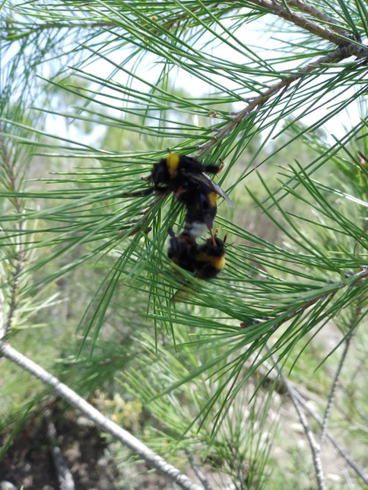 Arbres florits, camps verds i bon temps...ja és aquí la primavera!