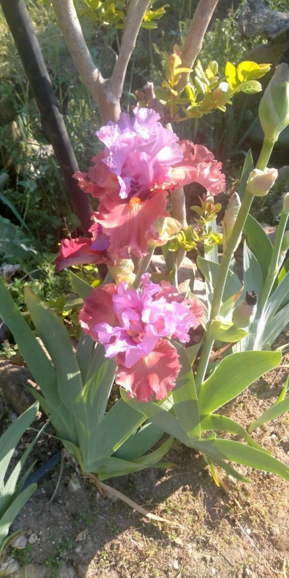 Arbres florits, camps verds i bon temps...ja és aquí la primavera!