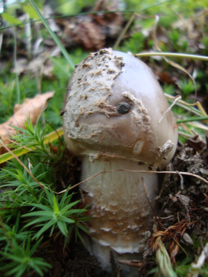 Silvia Miquel Marquez