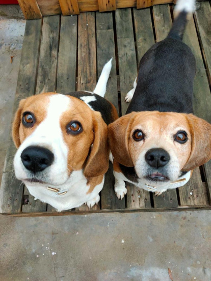 ¡Perros, gatos, canarios, conejos...presentanos a tu mascota!