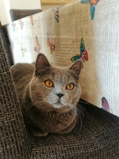 ¡Perros, gatos, canarios, conejos...presentanos a tu mascota!