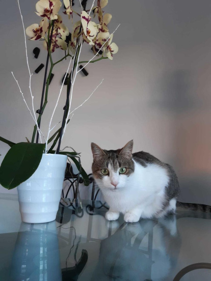 Irene Badia Castells