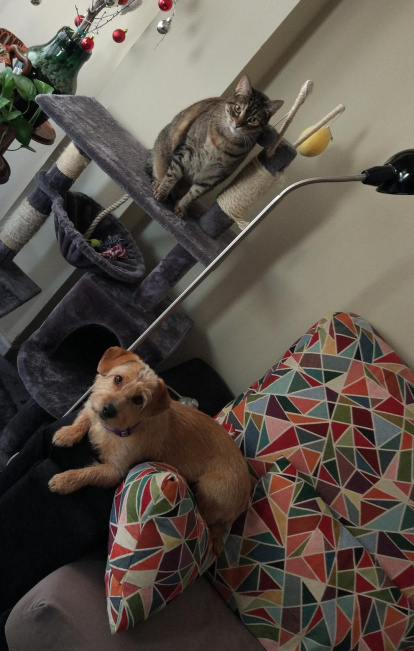 ¡Perros, gatos, canarios, conejos...presentanos a tu mascota!