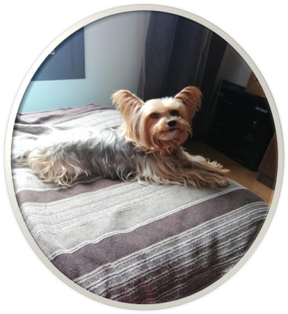 ¡Perros, gatos, canarios, conejos...presentanos a tu mascota!