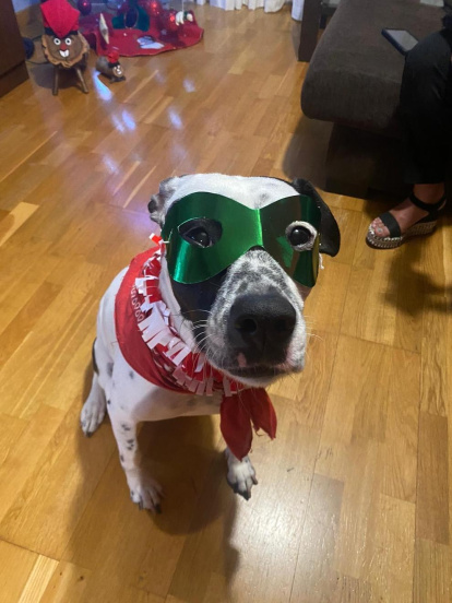 ¡Perros, gatos, canarios, conejos...presentanos a tu mascota!