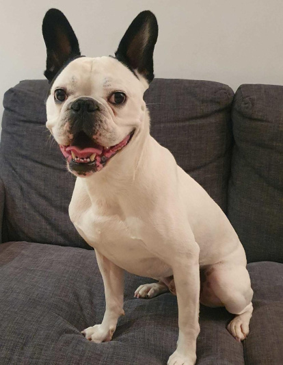 ¡Perros, gatos, canarios, conejos...presentanos a tu mascota!