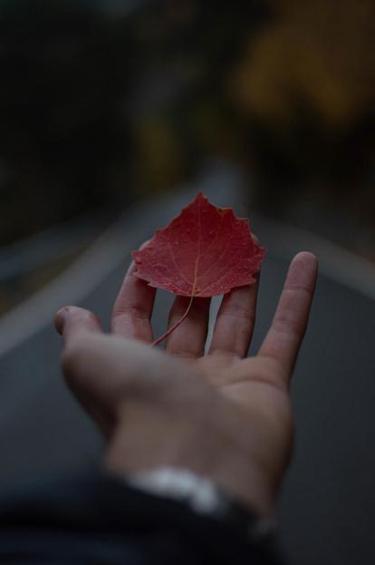 La niebla, las hojas que caen, sus frutos... el otoño es una estación muy fotogénico.