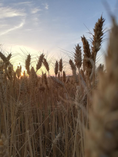 Ines Galitó Ribalta
