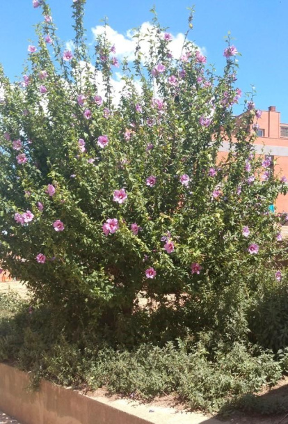 Envia'ns fotos relacionades amb l'estiu i guanya una estada a l'Hotel Castellarnau d'Escaló (Pallars Sobirà).