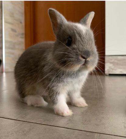 ¡Perros, gatos, canarios, conills...preséntanos a tu mascota!