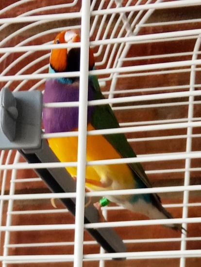 ¡Perros, gatos, canarios, conills...preséntanos a tu mascota!
