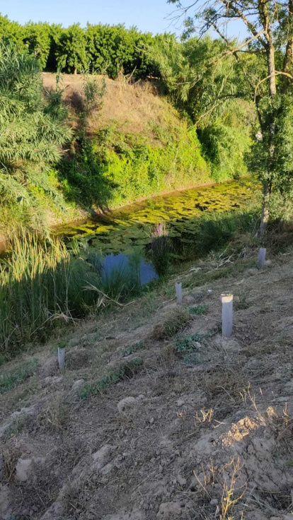 Josep Guillamet Rosell