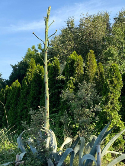 Envia'ns fotos relacionades amb l'estiu i guanya una estada a l'Hotel Castellarnau d'Escaló (Pallars Sobirà).