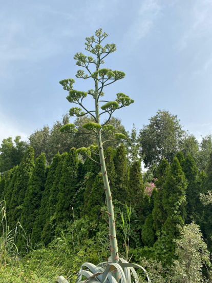 Envia'ns fotos relacionades amb l'estiu i guanya una estada a l'Hotel Castellarnau d'Escaló (Pallars Sobirà).
