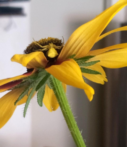 Envia'ns fotos relacionades amb l'estiu i guanya una estada a l'Hotel Castellarnau d'Escaló (Pallars Sobirà).