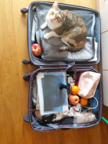 ¡Perros, gatos, canarios, conills...preséntanos a tu mascota!