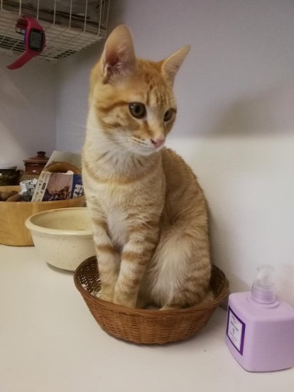 ¡Perros, gatos, canarios, conills...preséntanos a tu mascota!