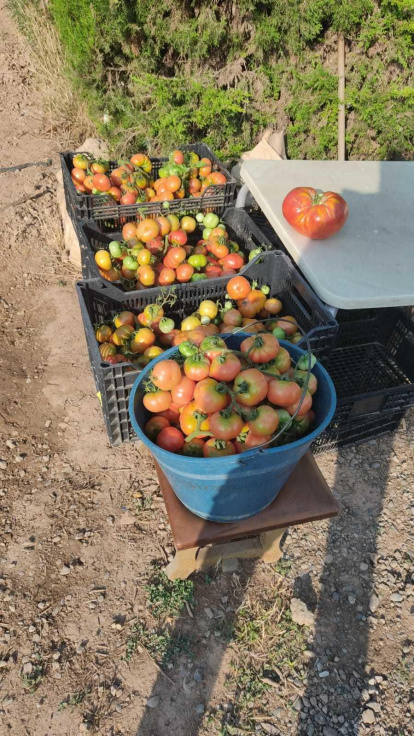 Josep Guillamet Rosell